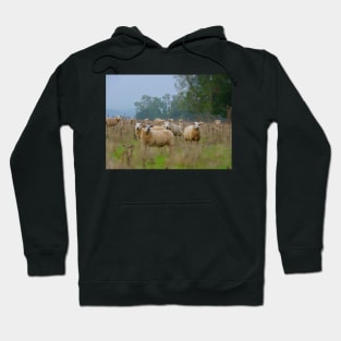 Sheeps Hoodie